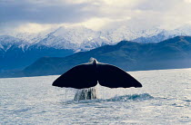 Sperm whale tail fluke Kaikoura, New Zealand