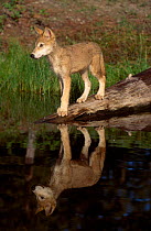 Grey Wolf cub at waters edge {Canis lupus} captive USA