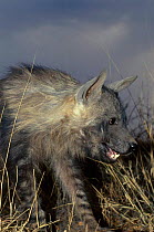 Brown hyaena portriat (Hyaena brunnea) Namibia