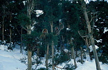 Group of year-old Japanese macaques {Macaca fuscata} in pine trees. Japan