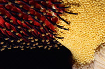 Titan arum flower detail {Amorphophallus titanum}