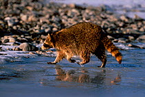 Raccoon on frozen river (Procyon lotor) Montana USA