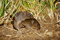 Prairie voles mating {Microtus ochrogaster} captive. After mating for up to 40 hours both