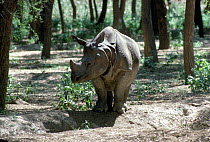 Indian rhinoceros {Rhinoceros unicornis} Pakistan