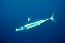 Shortfin mako shark (Isurus oxyrinchus) California USA