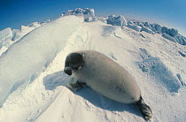 Juvenile harp seal moulting (Phoca groenlandicus) Magdalen Is Canada