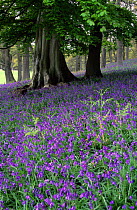 Bluebells flowering in woodland (Endymion nonscriptus) Scotland