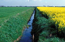 Oil seed rape and spring wheat growing beside fenland dyke Cambridgeshire UK