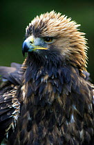 Golden eagle portrait (Aquila chrysaetos) 4th year male. Scotland.