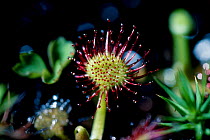 Common Sundew {Drosera rotundiflora} USA