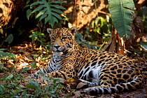 Jaguar {Panthera onca} captive Belize