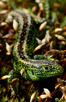 Sand lizard male {Lacerta agilis} UK