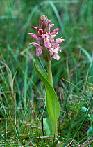 Early marsh orchid {Dactylorhiza incarnata} Scotland UK