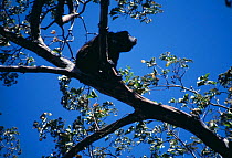 Mantled Howler Monkey in tree. (Alouatta palliata) Costa Rica