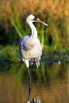 Whooping Crane in water portrait (Grus americana)
