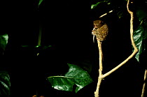 Spectral tarsier eating lizard {Tarsius spectrum} captive Indonesia