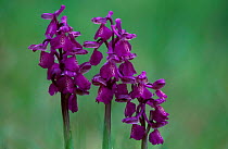 Green winged orchids {Orchis morio} France