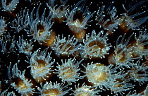 Star coral polyps feeding at night (Montastrea sp). Bonaire