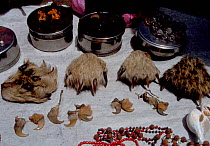 Nails and paws of Tigers and Leopards for sale Delhi India