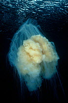 Lions mane jellyfish - worlds largest {Cyanea capillata) New Zealand
