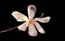 Magnolia flower grown from 2000 year-old seed {Magnolia kobus} (Private Life of Plants)