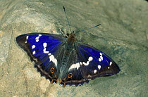 Purple Emperor butterfly male (Apatura iris)