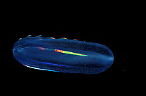Comb jelly (Beroe ovata). Cilia beating create colour. Plankton. France