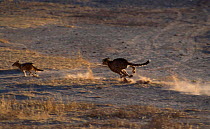 Cheetah chasing Jackal. (Acininxy jubatus) South Africa Kalahari Gemsbok NP.