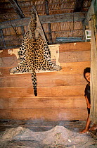 Poached Jaguar skin {Panthera onca} hanging in Quichua house Napo river Ecuador