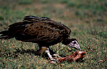 Hooded vulture feeding. (Necrosyrtes monachus) Tanzania Senengeti NP