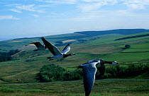 Barnacle geese flying {Branta leucopsis} captive