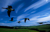 Barnacle geese flying {Branta leucopsis} captive UK