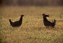 Greater Prairie Chicken males on booming ground (Tympanuchus cupido) Wisconsin USA
