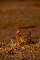 Greater Prairie Chicken calling (Tympanuchus cupido) Wisconsin USA