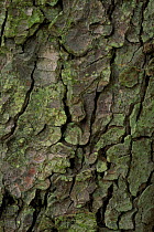 Close up of horse chestnut tree bark {Aesculus hippocastanum} Scotland