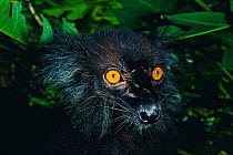 Head portrait of Black Lemur male (Lemur macaco) Madagascar