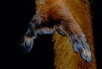 Hand of female Black Lemur (Lemur macaco) Madagascar