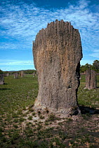 Magnetic Termite mound (Isoptera) Litchfield NP Australia.