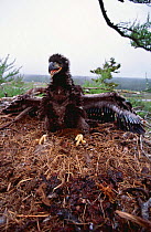American Bald Eagle chick in nest. Anticosti, Canada (Haliaeetus leucocephalus)