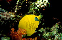Golden/ Red Sea Masked butterflyfish among coral (Chaetodon semilarvatus)