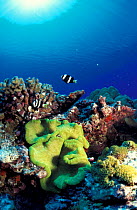 Clarks anemonefish {Amphiprion clarkii} on coral reef. Christmas Is Pacific