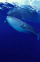 Whale Shark with diver (Rhincodon typus) Christmas Island