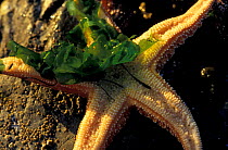 Overturned Starfish {Asteroidea} on its back feeding on algae. British Columbia