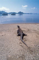 Komodo dragon on beach {Varanus komodoensis} Komodo Is