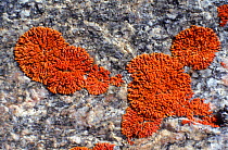 Close-up of lichens on rock. Ellesmere, Canad
