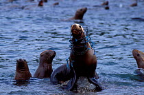 Steller sealion caught in netting (Eumetopias jubata) Alaska USA