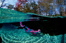Split level of snorkeler underwater in freshwater pond. Florida USA