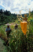 Women harvesting beside a shrine for Rice mother Bali Indonesia