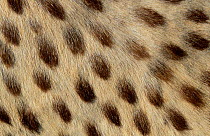 Fur pattern detail from Cheetah pelt {Acinonyx jubatus}