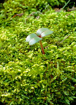 Himalayan balsam (Impatiens glandulifera) seedlings in moss (Mnion hornum)